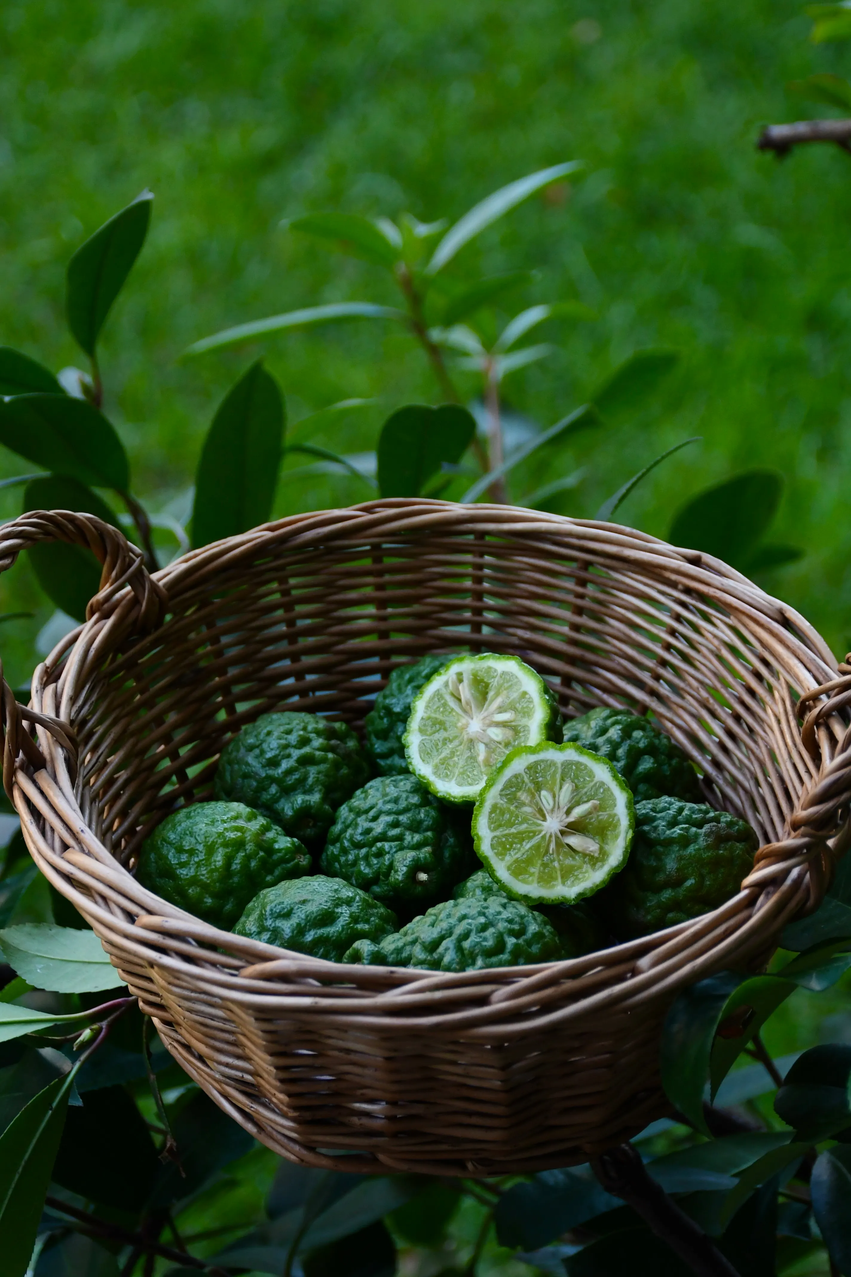 Kaffir lime leaves