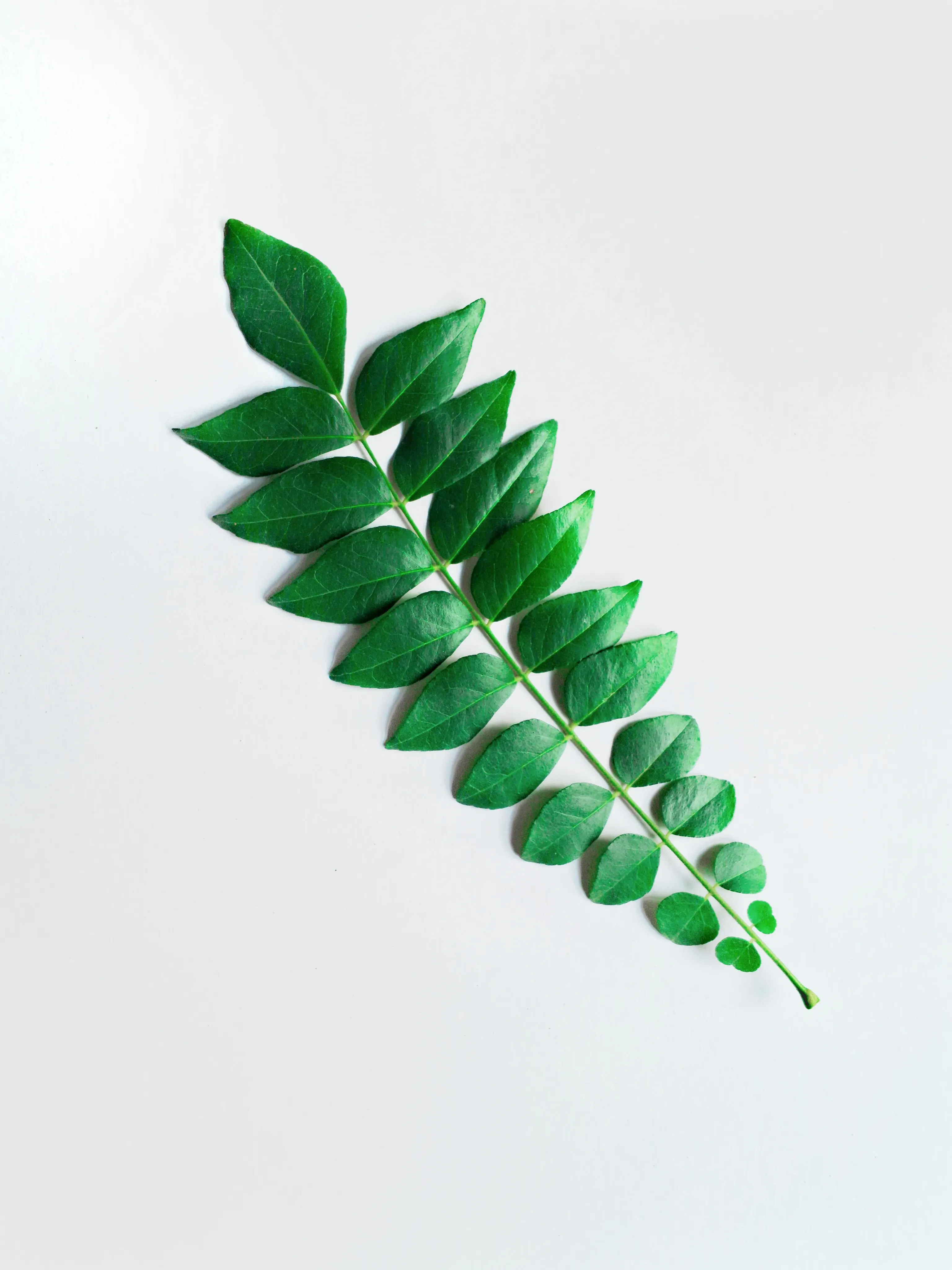 Curry leaves