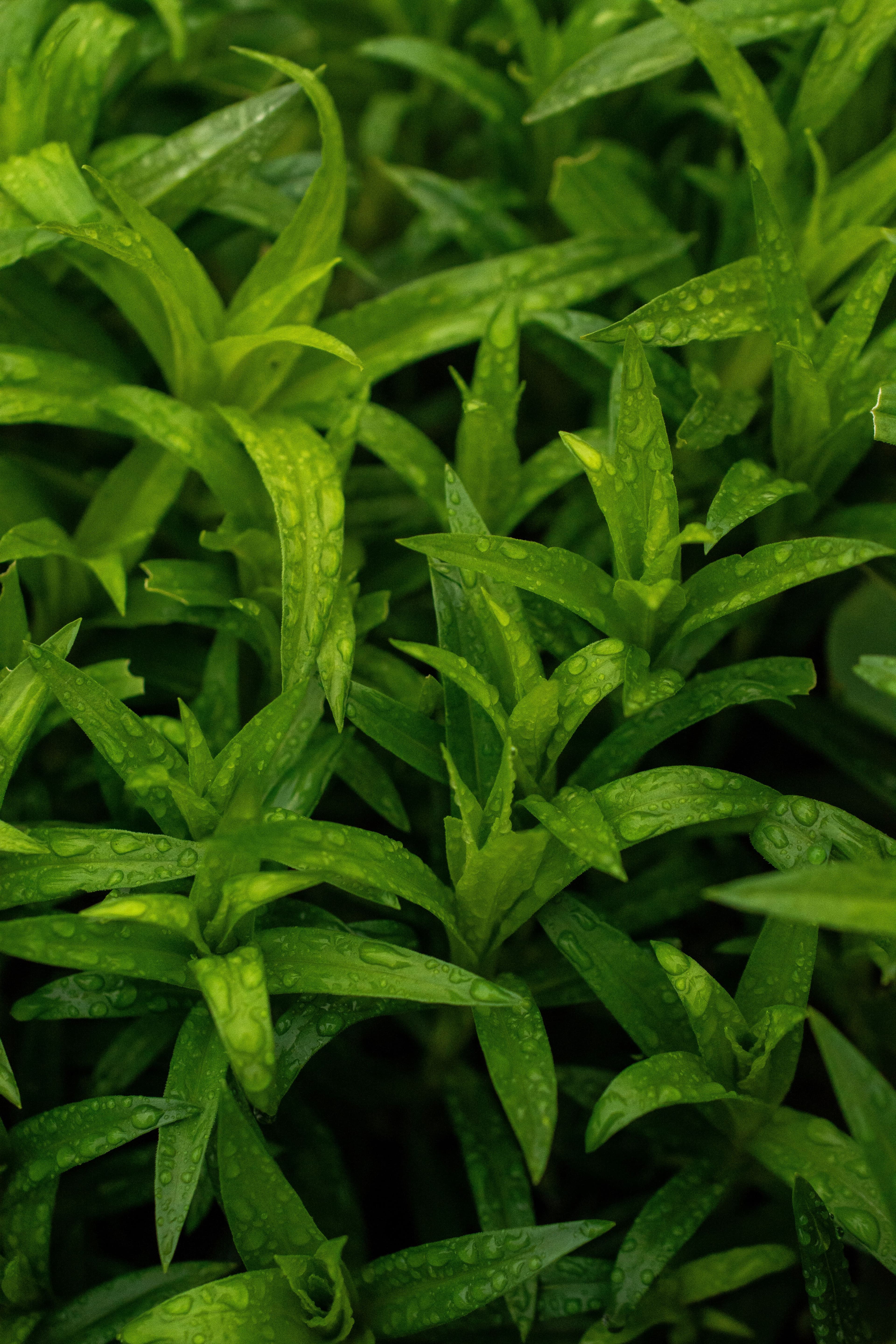 Tarragon
