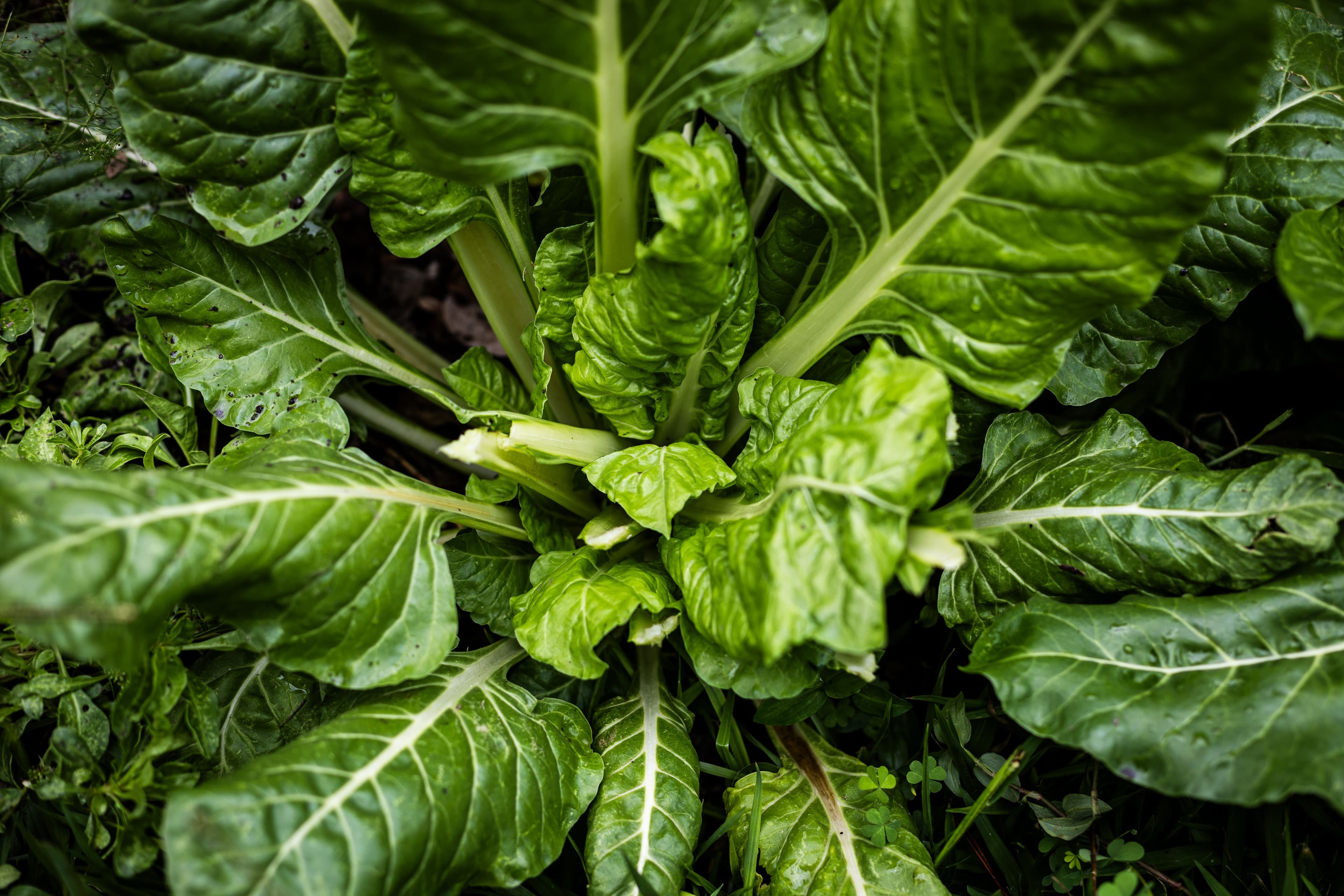 Romaine lettuce