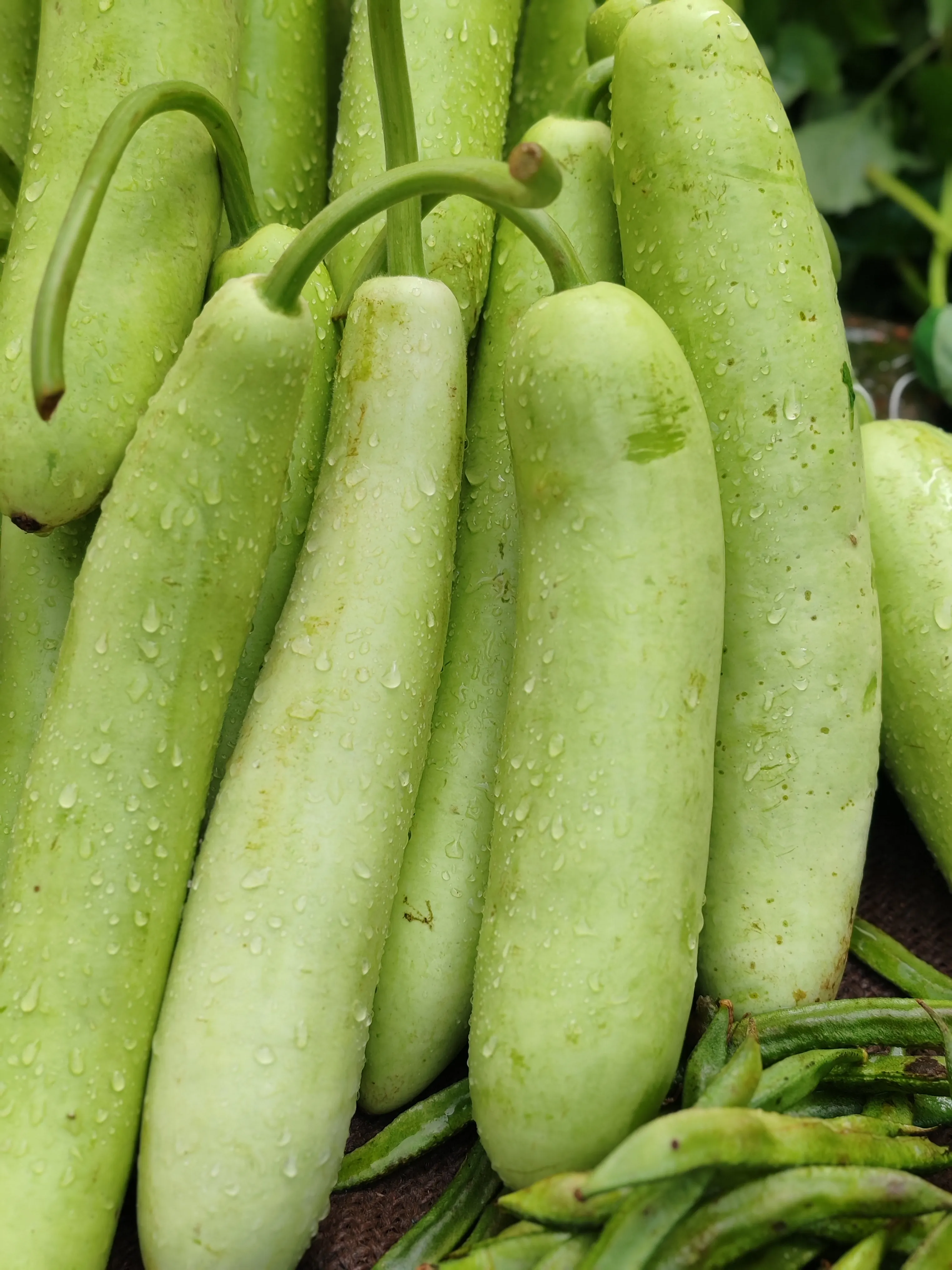 Bottle gourd