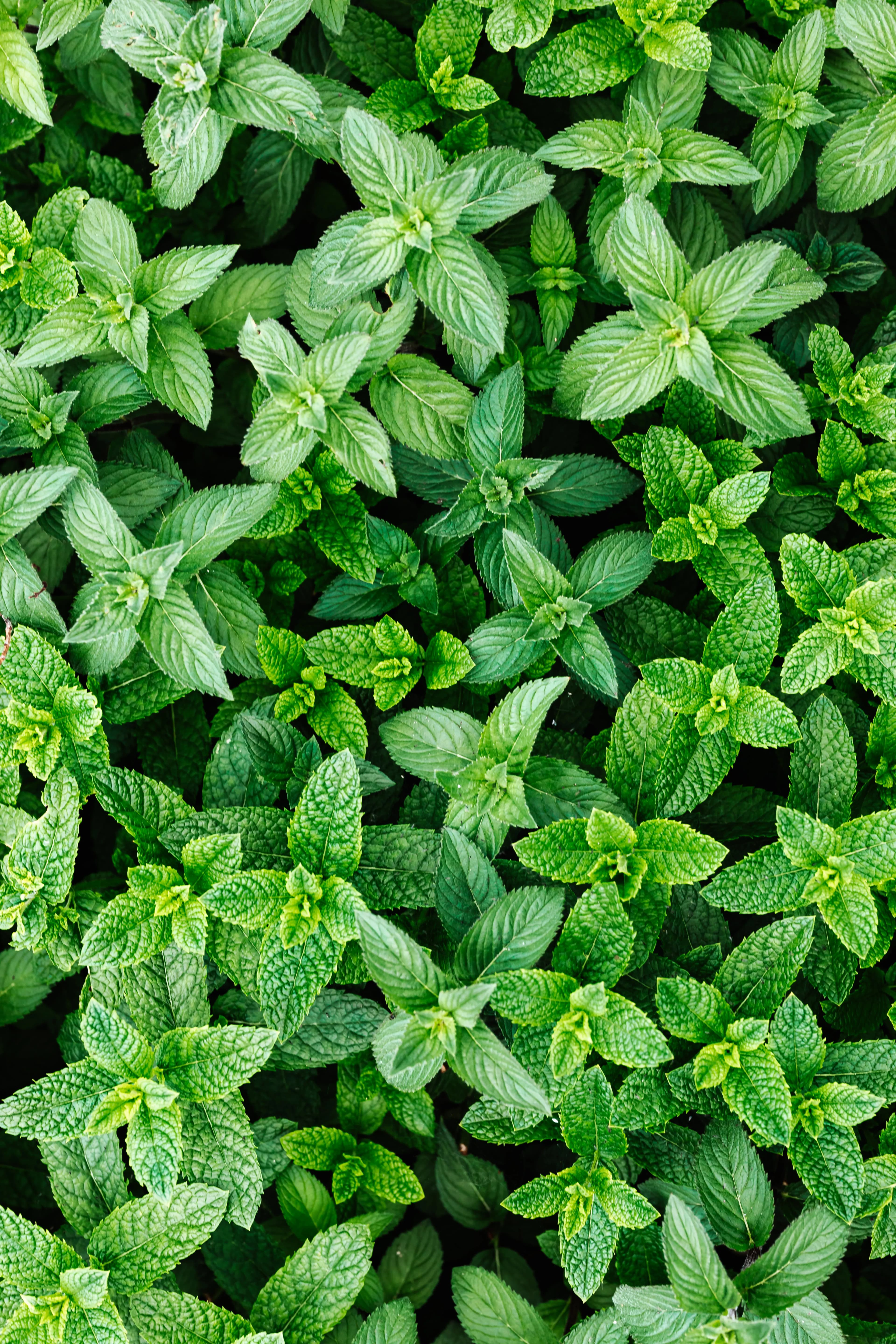Scent leaves