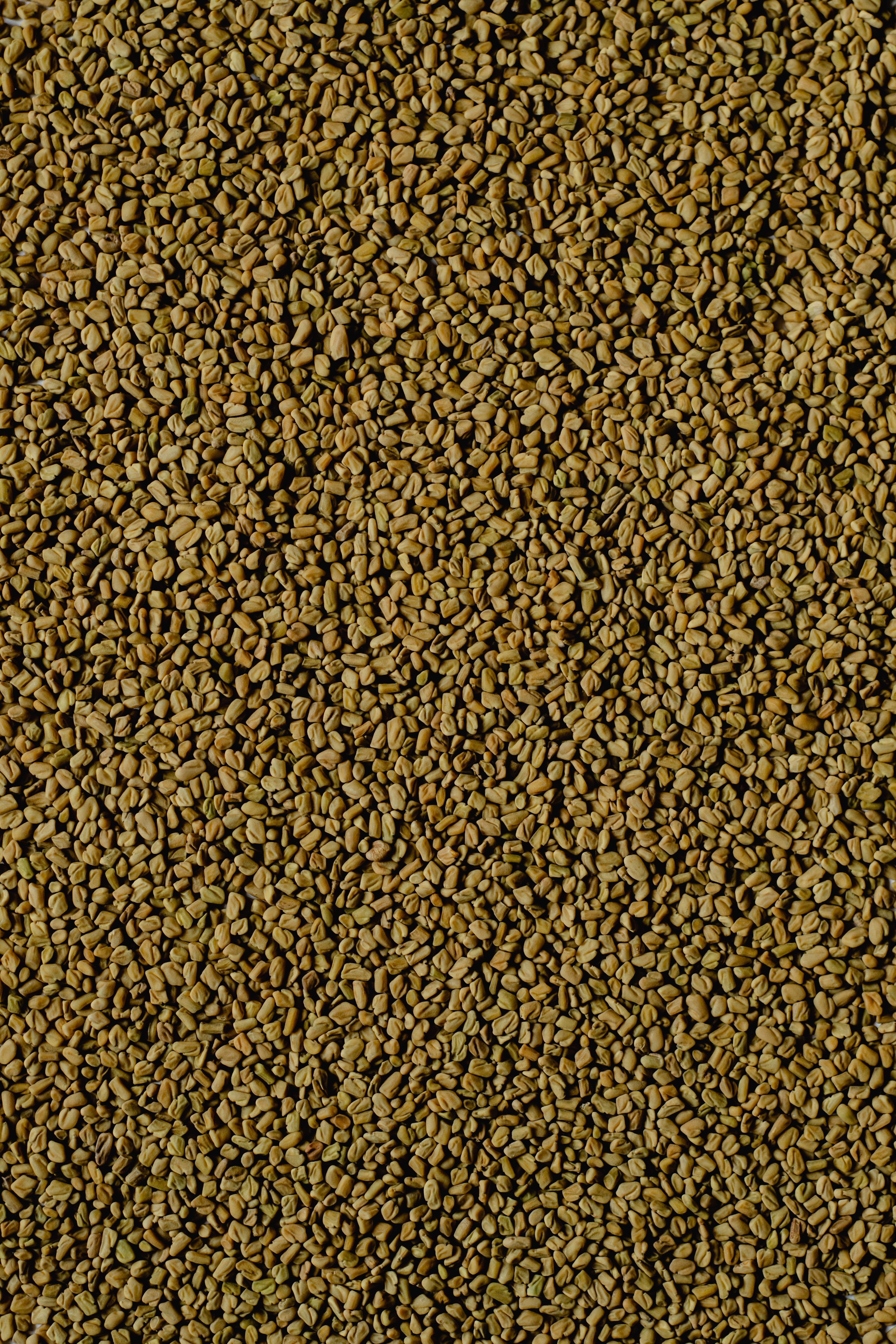 Ajwain