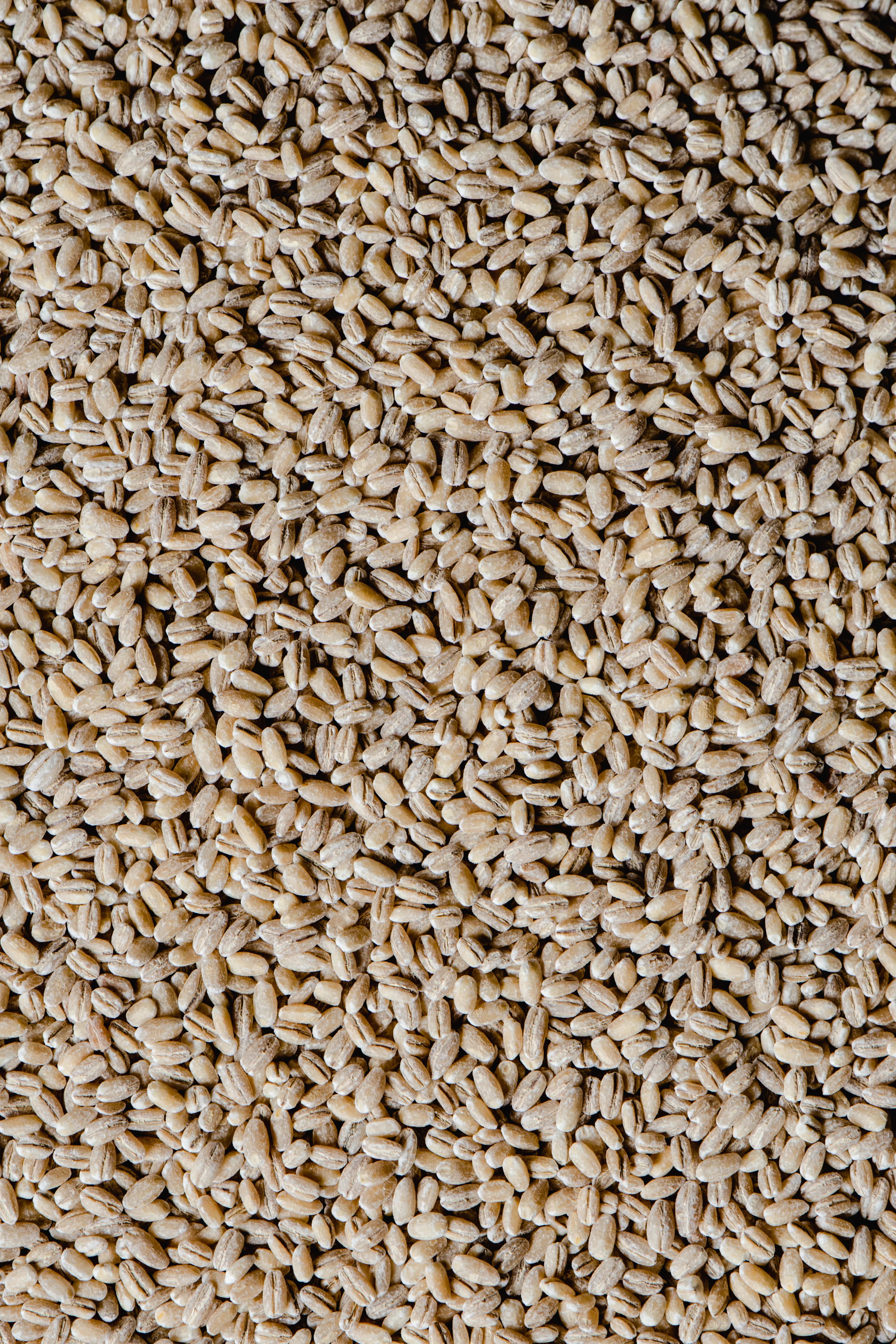 Pearled wheat