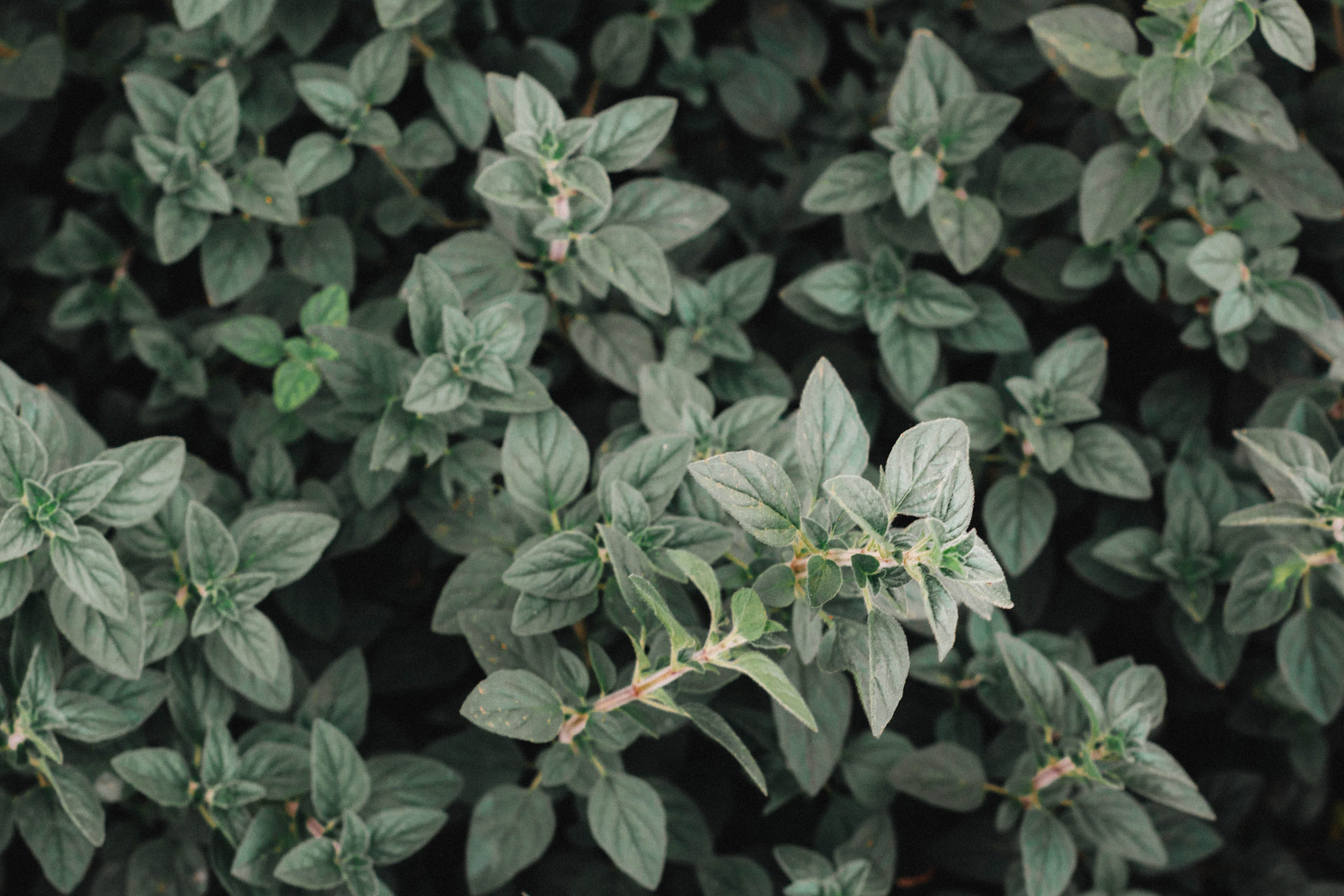 Oregano (dried)
