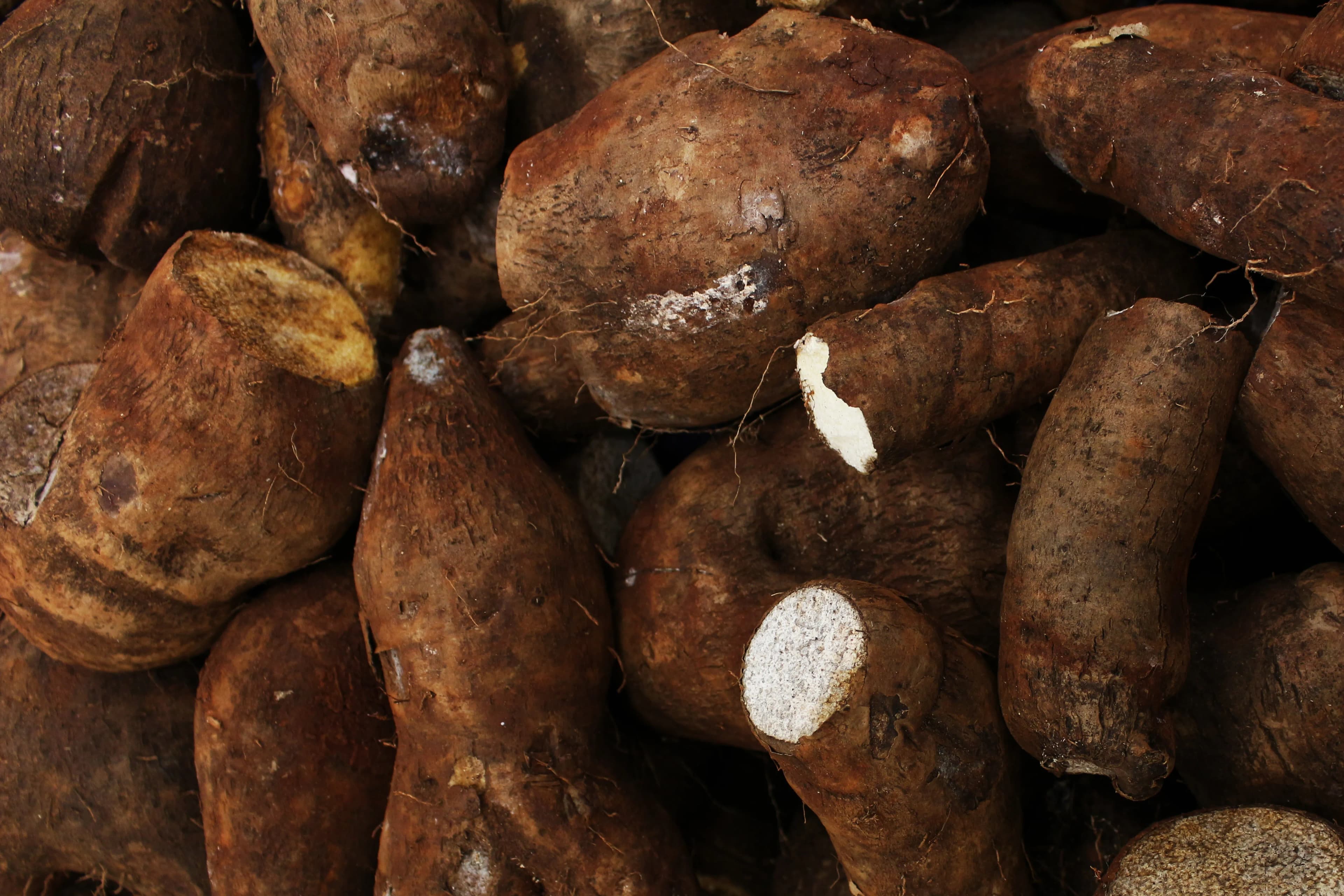 Cocoyam