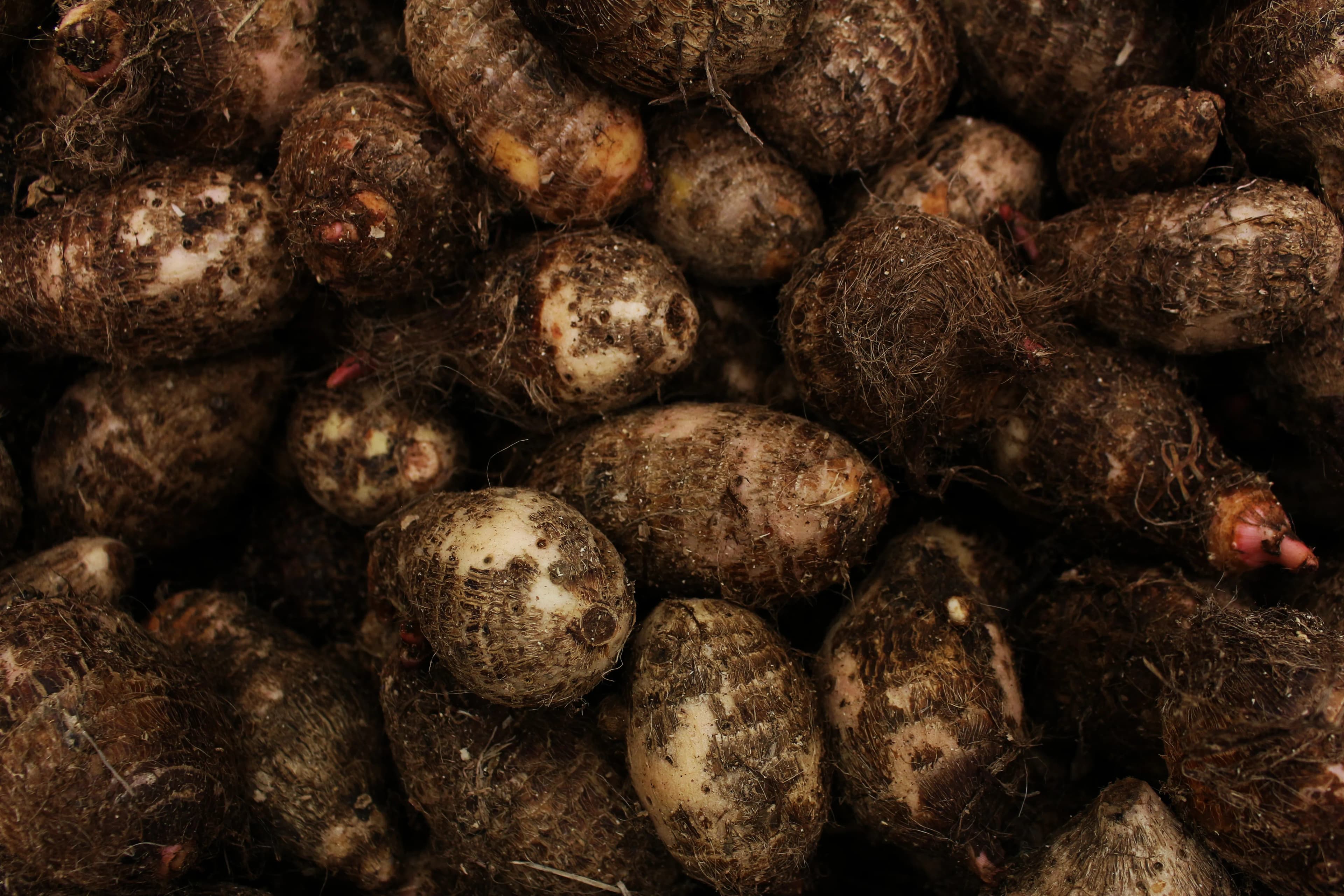 Malanga