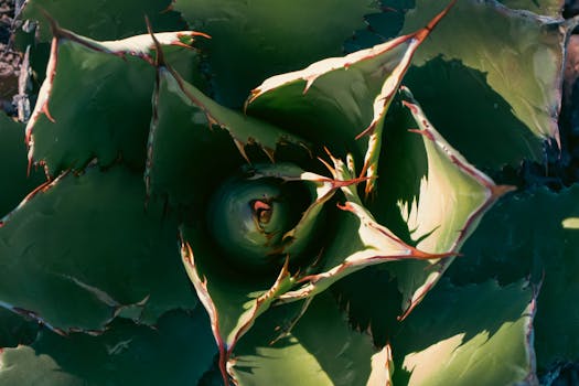 Agave nectar