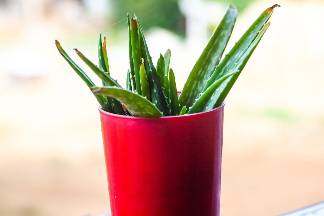 Aloe vera juice