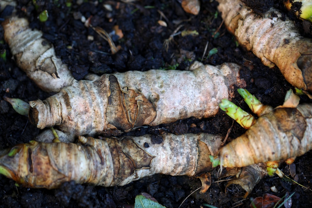 Arrowroot powder