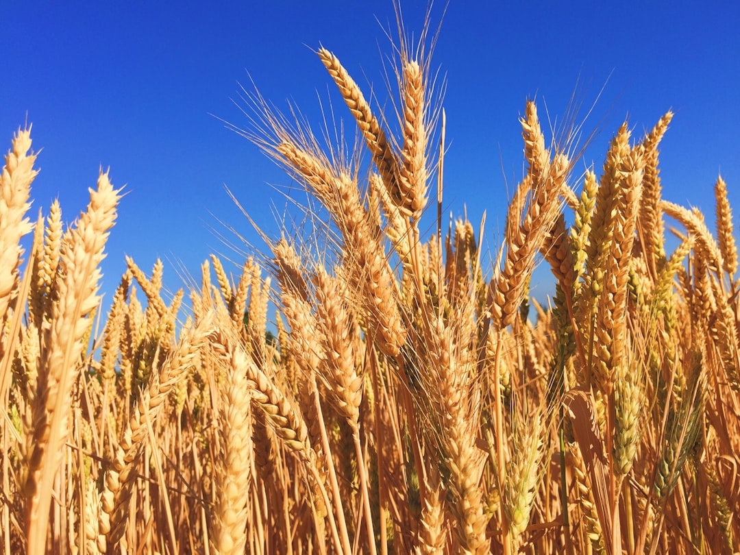 Barley