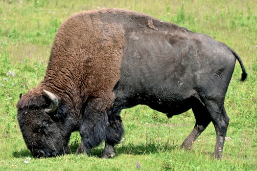 Bison burger