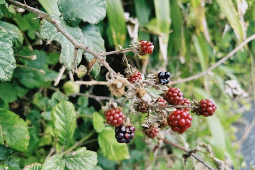 Boysenberries
