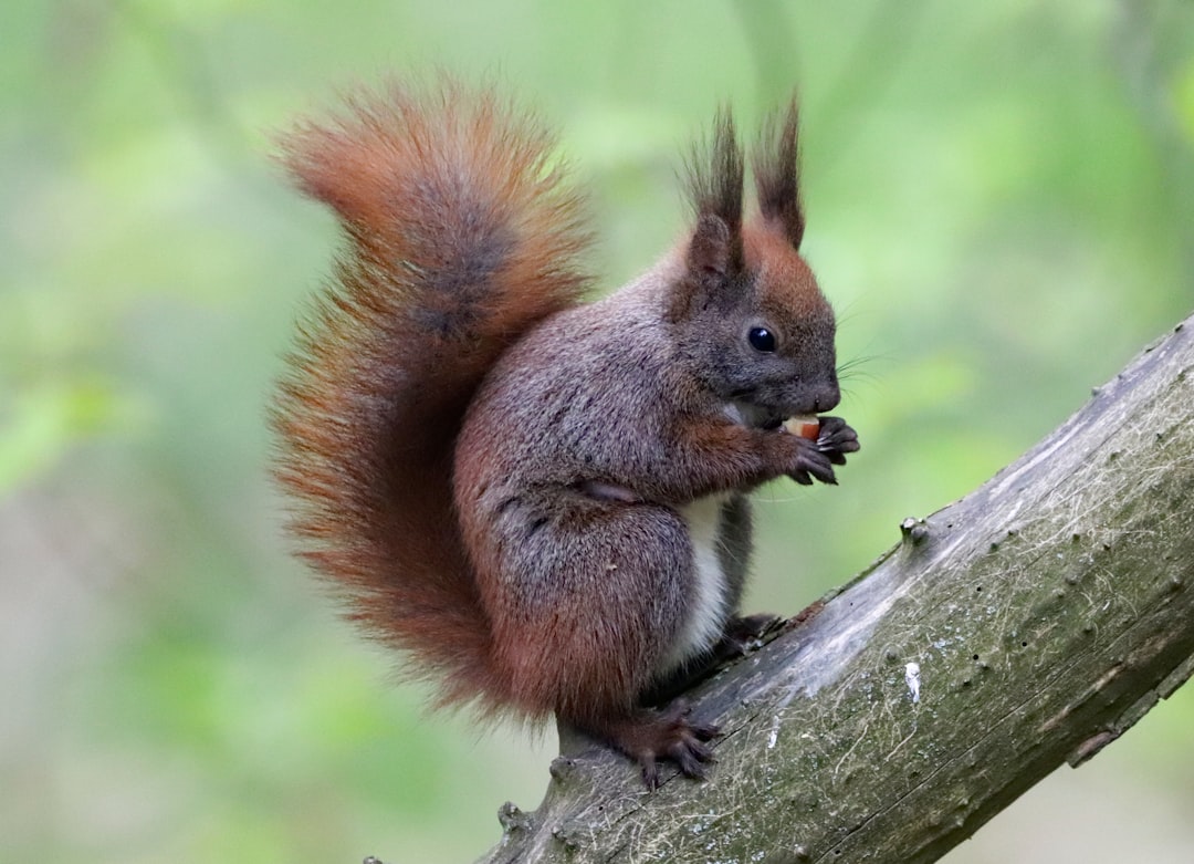 Brazil nuts