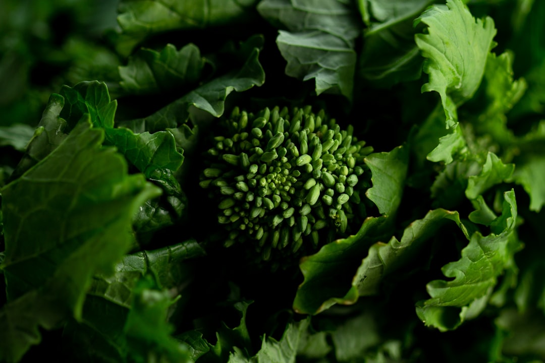Broccoli rabe