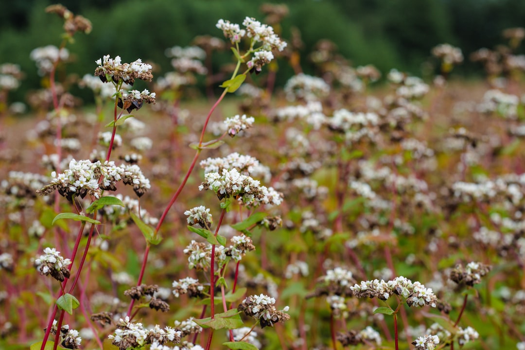 Buckwheat