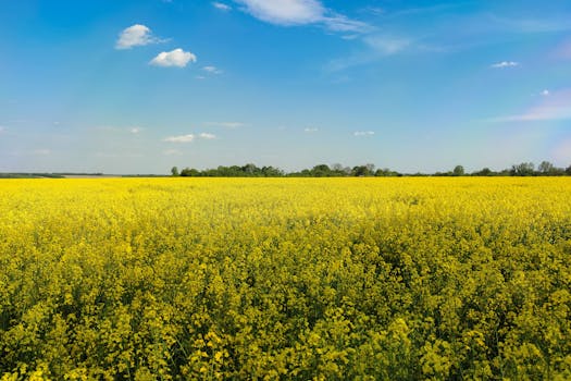 Cooking Oils, Ranked