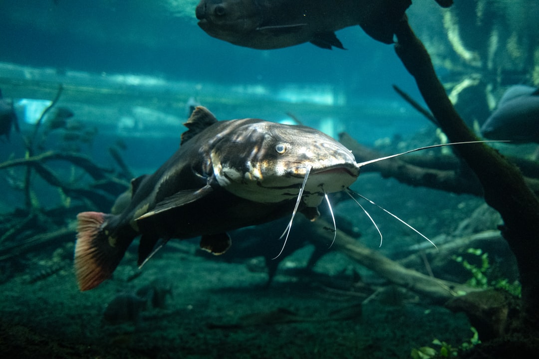 Catfish