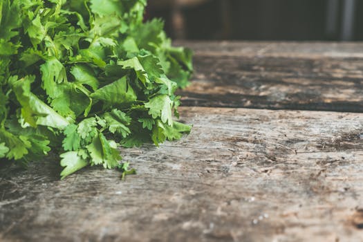 Cilantro