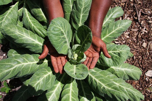 Collard greens