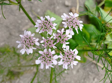 Coriander (ground)