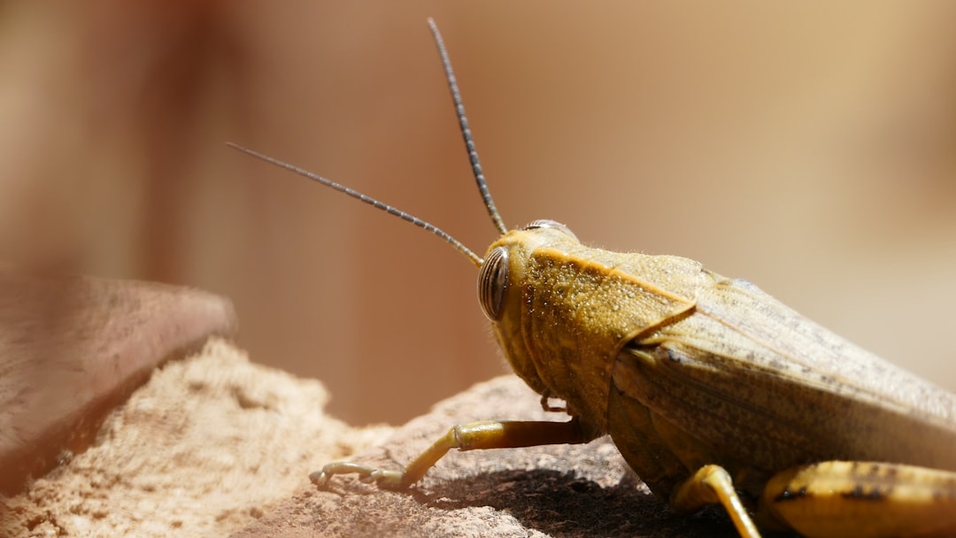 Cricket flour