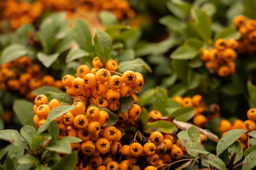Golden berries