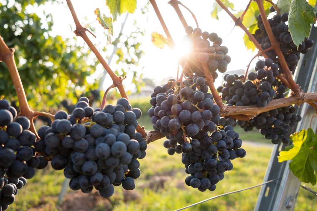 Grapes