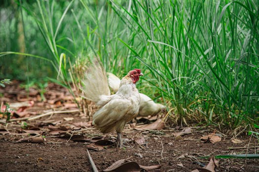 Ground chicken