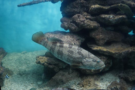 Grouper