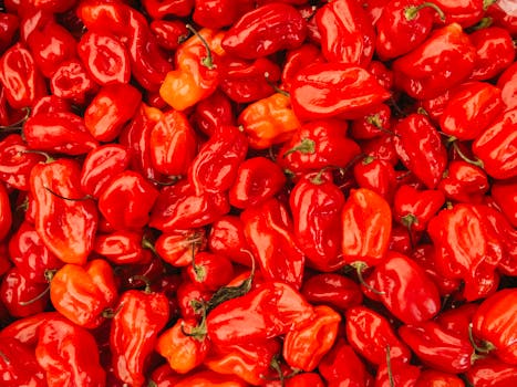 Habanero pepper