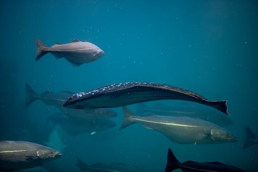 Halibut