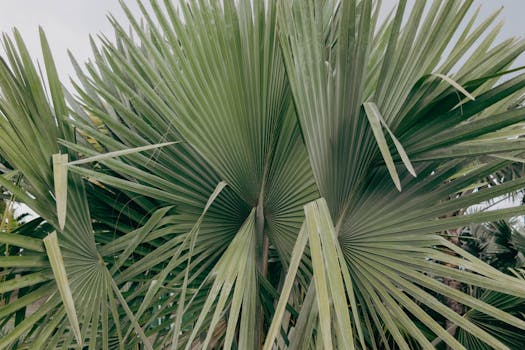 Hearts of palm