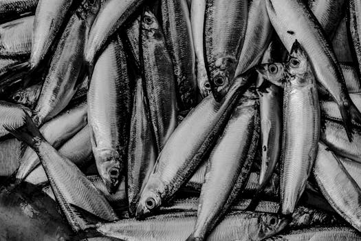 Herring
