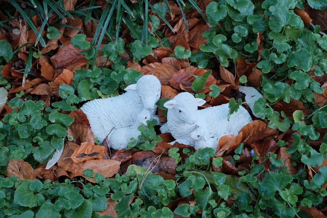 Lamb ground