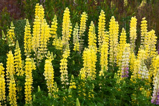 Lupin beans