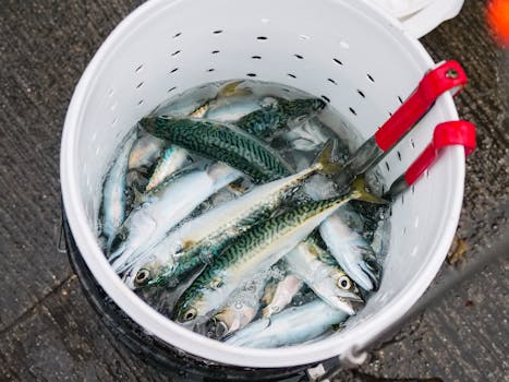 Mackerel