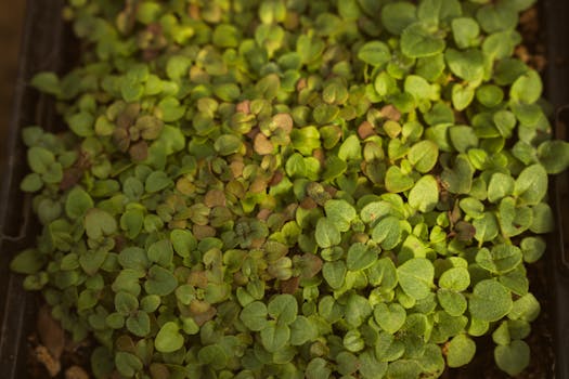 Marjoram