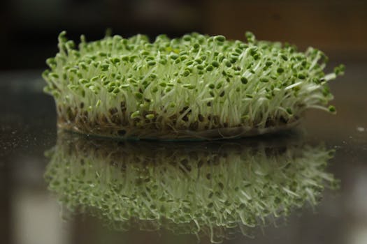 Microgreens