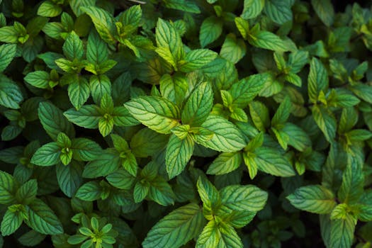Mint (fresh)