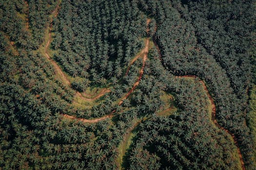 Palm oil