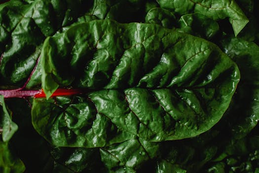 Rainbow chard