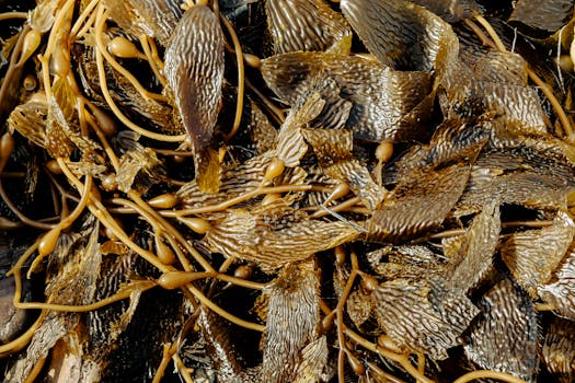 Roasted seaweed crisps