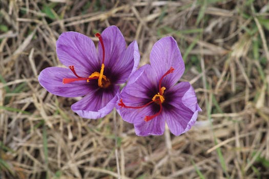 Saffron