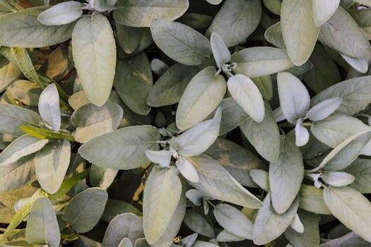Sage
