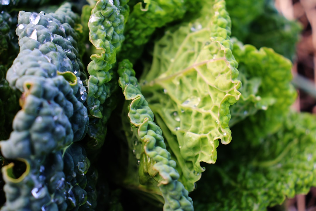 Savoy cabbage