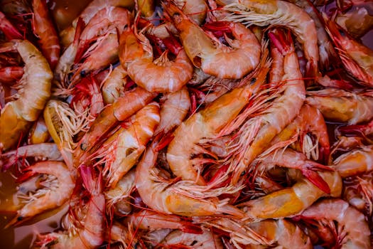 Shrimp
