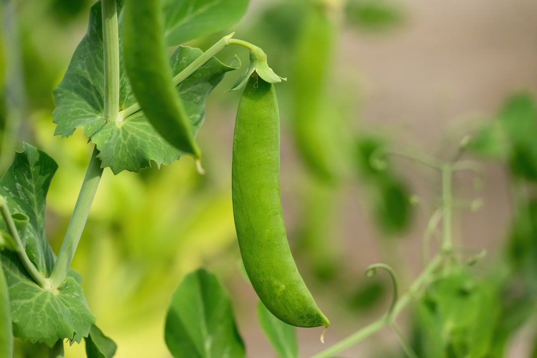 Sugar snap peas
