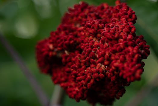 Sumac