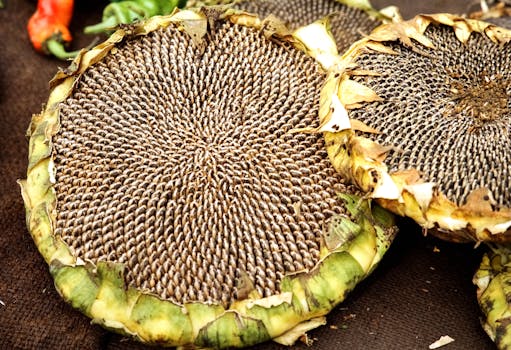 Sunflower seed butter